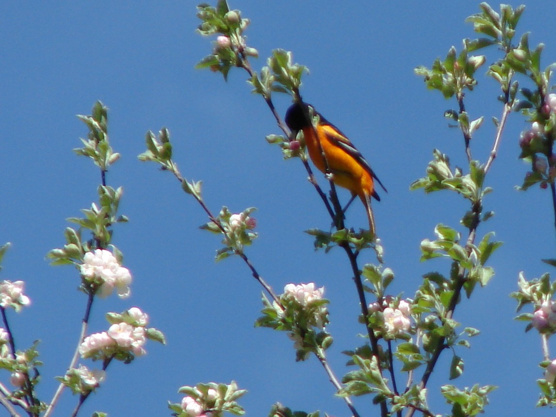 a Baltimore Oriole